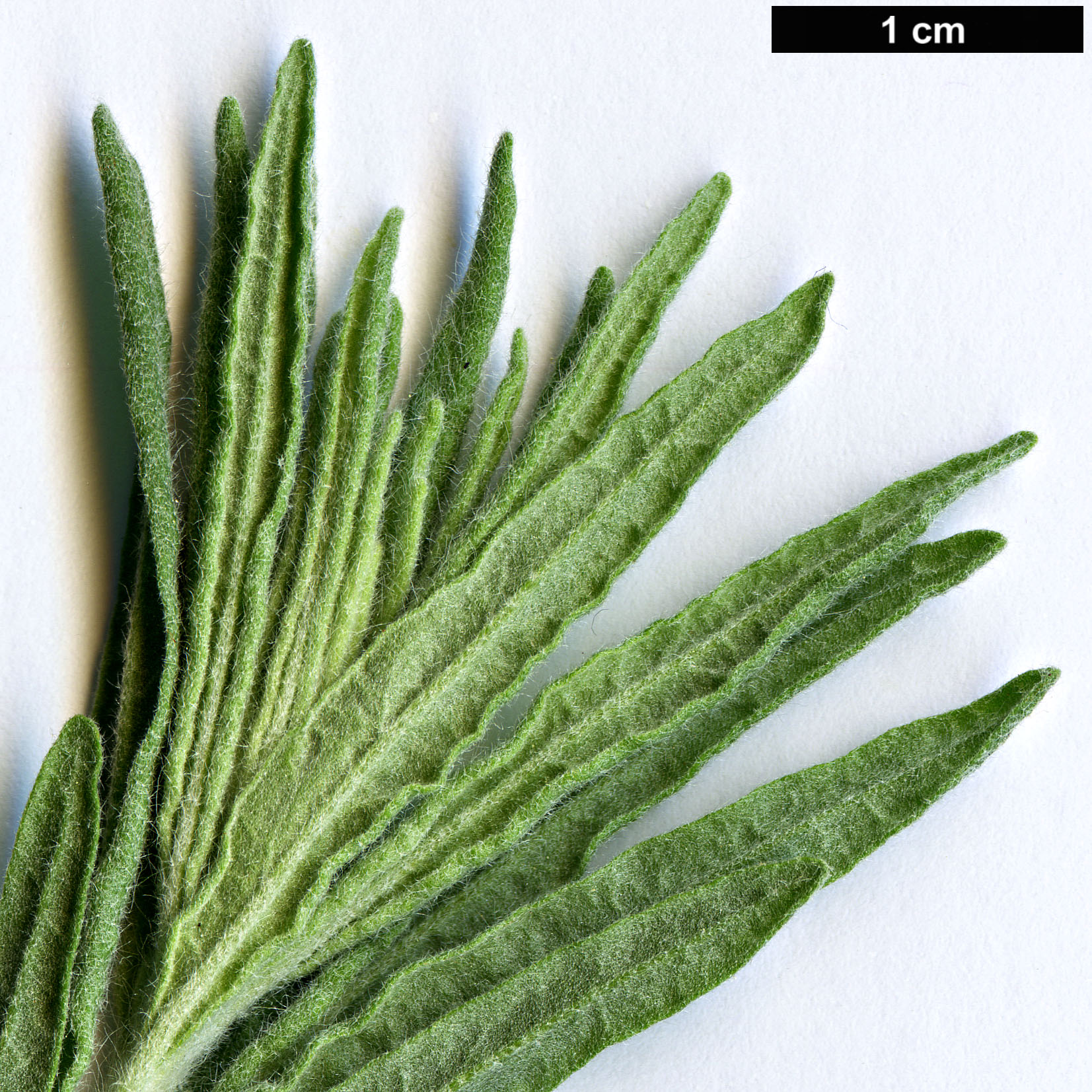 High resolution image: Family: Amaranthaceae - Genus: Krascheninnikovia - Taxon: ceratoides - SpeciesSub: subsp. lanata High resolution image: Family: Amaranthaceae - Genus: Krascheninnikovia - Taxon: ceratoides - SpeciesSub: subsp. lanata